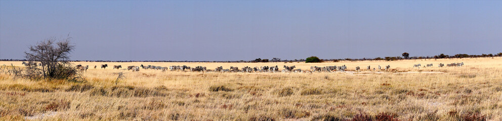 Namibia  - Bergzebra im Etoscha Nationalpark