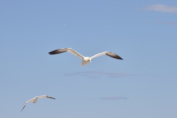 Les Fous de Bassan - Île Bonaventure, Gaspésie, Québec, Canada