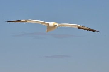 Les Fous de Bassan - Île Bonaventure, Gaspésie, Québec, Canada