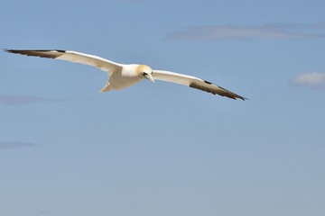 Les Fous de Bassan - Île Bonaventure, Gaspésie, Québec, Canada