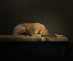 Elegant hunter dog lies on the coach on dark background