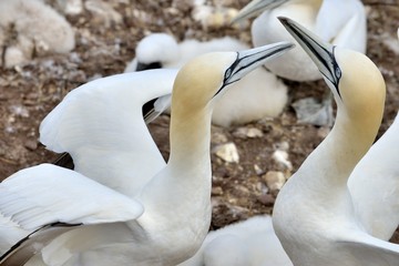 Les Fous de Bassan - &Icirc;le Bonaventure, Gasp&eacute;sie, Qu&eacute;bec, Canada