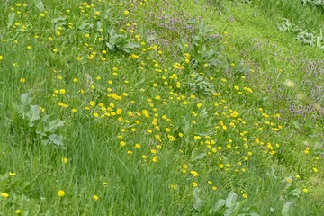 spring green meadow with yellow dandeions