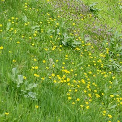 spring green meadow with yellow dandeions