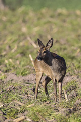 Rehe auf einem Maisstoppel