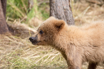 Alaskan brown bear cub