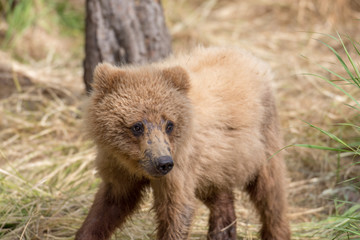 Naklejka na ściany i meble Alaskan brown bear cub