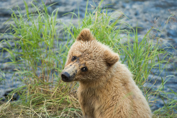 Alaskan brown bear cub