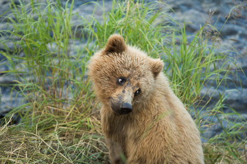 Alaskan brown bear cub © Tony Campbell