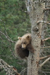 Cute Alaskan brown bear cub