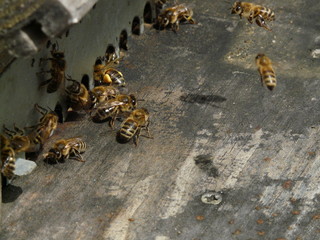 Abeilles domestiques
