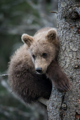 Fototapeta premium Cute Alaskan brown bear cub