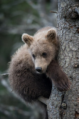 Fototapeta premium Cute Alaskan brown bear cub