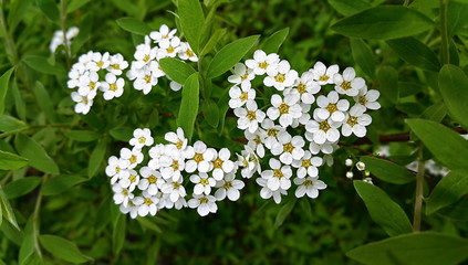 White flowers of spring bush