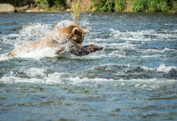 Alaskan brown bear fishing for salmon