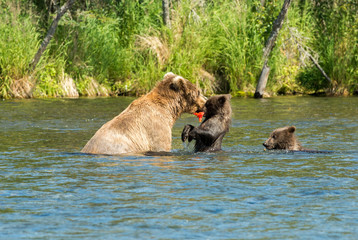 Alaskan brown bear sow and cubs