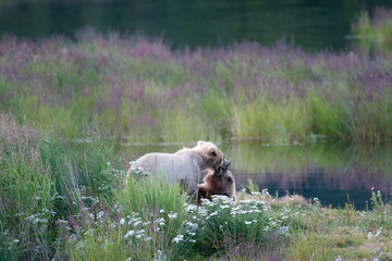 Brown bear sow and cub