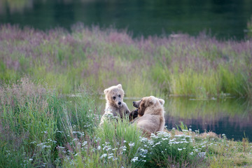 Brown bear sow and cub