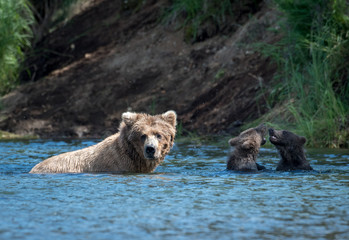 Fototapeta premium Alaskan brown bear sow and two cubs