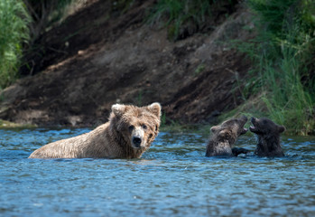 Fototapeta premium Alaskan brown bear sow and two cubs