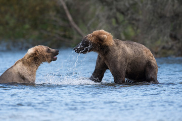 Two Alaskan brown bears playing
