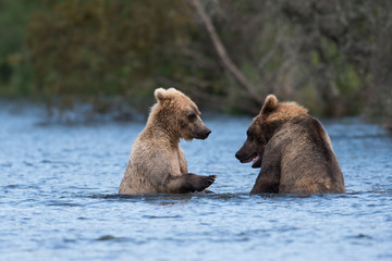 Fototapeta premium Two Alaskan brown bears playing