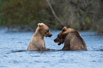 Obraz premium Two Alaskan brown bears playing