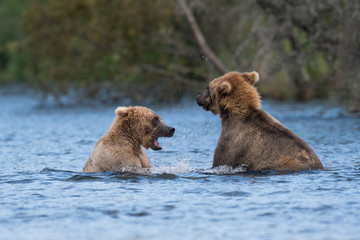 Fototapeta premium Two Alaskan brown bears playing