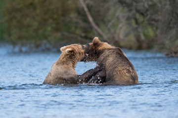 Fototapeta premium Two Alaskan brown bears playing
