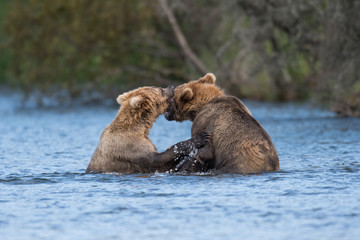 Two Alaskan brown bears playing