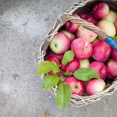Top view on vintage basket full of freshly picked organic red apples on concrete background. Autumn Harvest. Healthy food and gardening concept