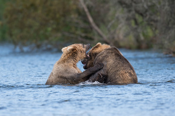 Fototapeta premium Two Alaskan brown bears playing