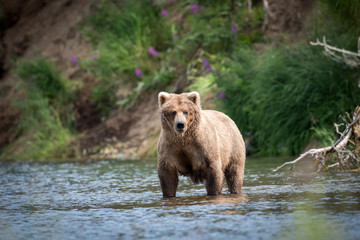 Obraz na płótnie Canvas Alaskan brown bear in river