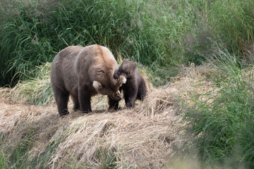 Obraz na płótnie Canvas Alaskan brown bear cub and sow