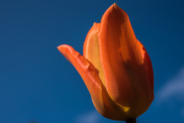 Tulpe