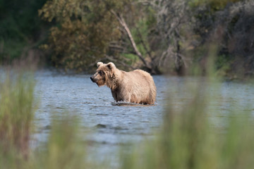 Obraz na płótnie Canvas Large Alaskan brown bear wading through water