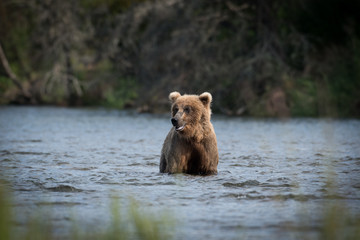Naklejka na ściany i meble Large Alaskan brown bear wading through water
