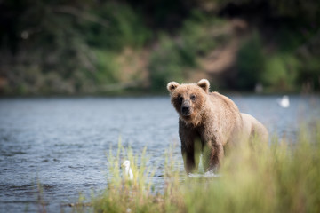 Large Alaskan brown bear wading through water