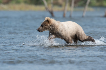 Alaskan brown bear cub © Tony Campbell