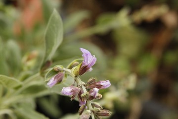 Salvia (Sage) flower