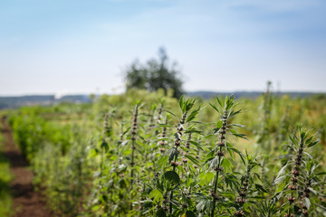 motherwort plantation