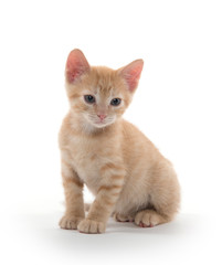 Cute kitten on white