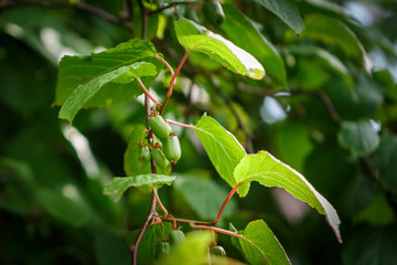 actinidia frutages on the branch