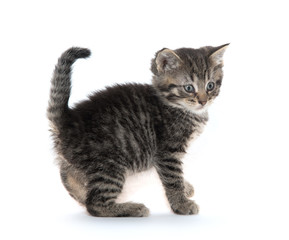 Obraz premium Cute tabby kitten on white
