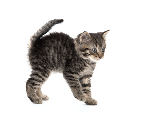 Cute tabby kitten on white
