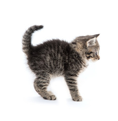 Cute tabby kitten on white