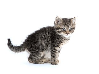 Obraz premium Cute tabby kitten on white