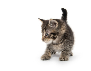 Cute tabby kitten on white