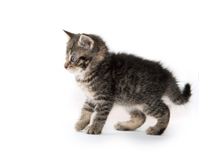 Cute tabby kitten on white