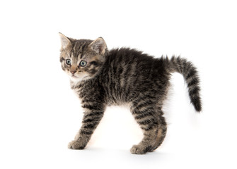 Scared kitten with arched back